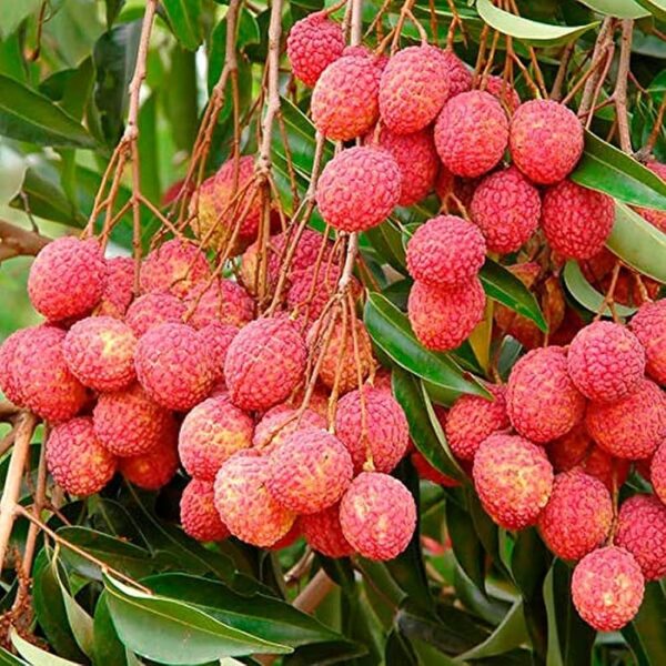 Lychee - Image 3