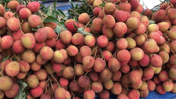 Lychee