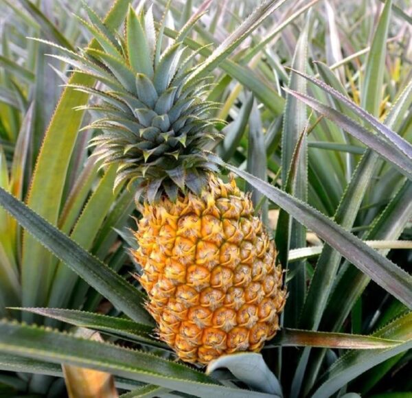 Pineapple Queen - Image 3