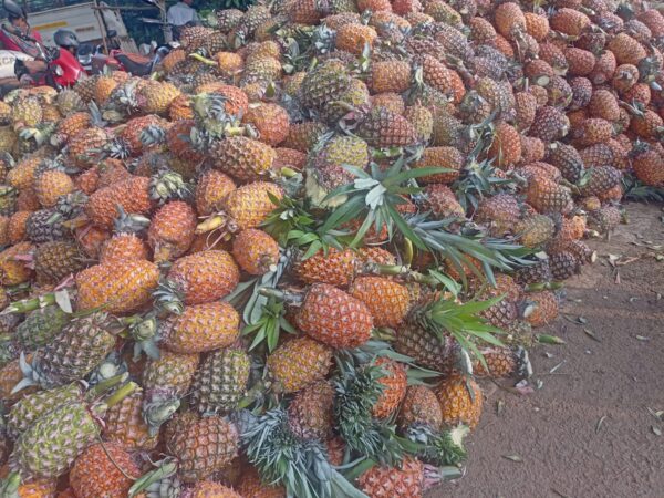 Pineapple Queen