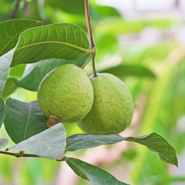 Guava